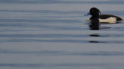 Tufted Duck