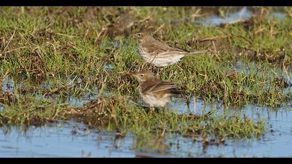 Water Pipit