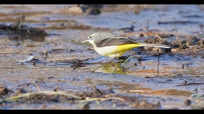 Dağ kuyruksallayanı