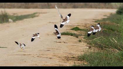 Akkuyruklu kızkuşu