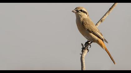 Kızılkuyruklu örümcekkuşu