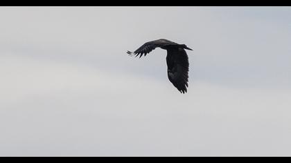 Büyük orman kartalı