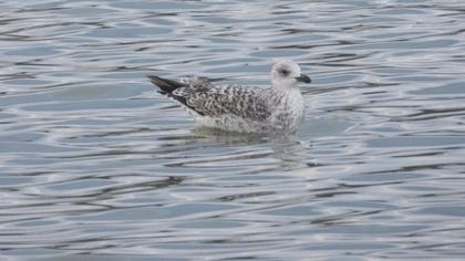 Van gölü martısı