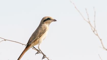 Kızılkuyruklu örümcekkuşu