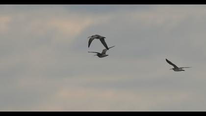 Sürmeli kervançulluğu