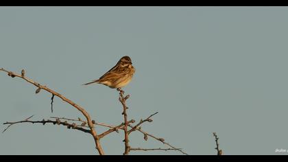 Bataklık Kirazkuşu