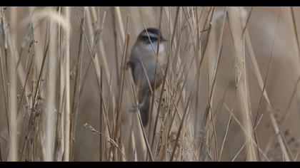 Bıyıklı kamışçın
