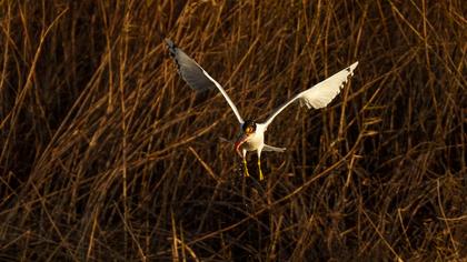 Büyük karabaş martı
