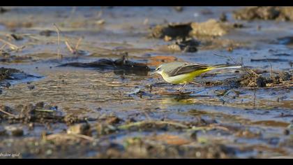 Dağ kuyruksallayanı