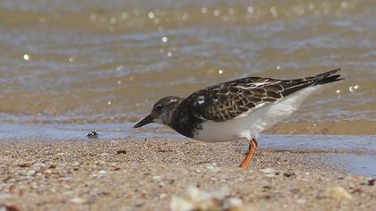 Ruddy Turnstone