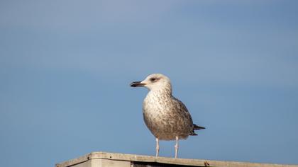 Yellow-legged Gull