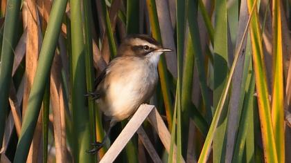 Bıyıklı kamışçın