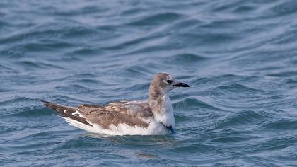 Çatalkuyruklu martı