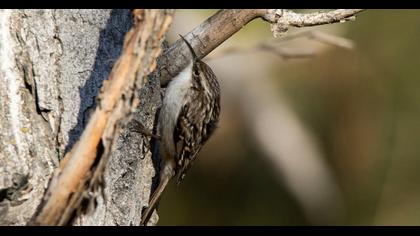 Bahçe tırmaşıkkuşu