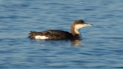 Karagerdanlı dalgıç