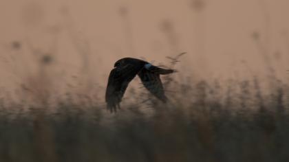 Hen Harrier