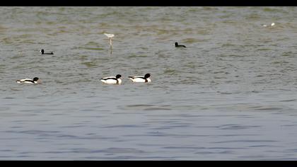 Common Shelduck