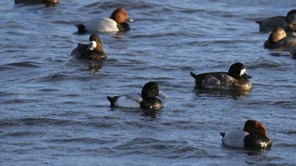 Greater Scaup