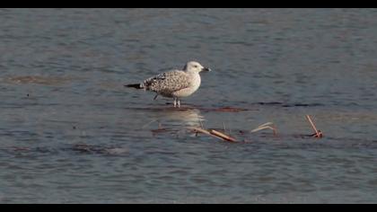 Van gölü martısı