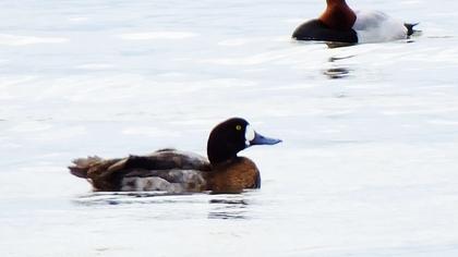 Greater Scaup