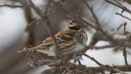 Rustic Bunting