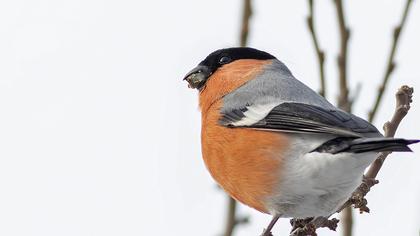 Eurasian Bullfinch