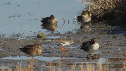 Common Redshank