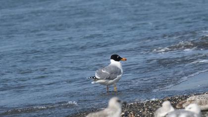 Büyük karabaş martı