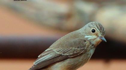 Spotted Flycatcher