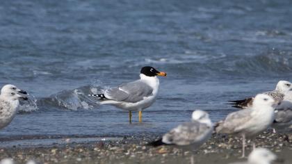 Büyük karabaş martı