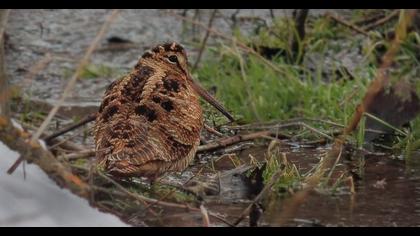 Eurasian Woodcock