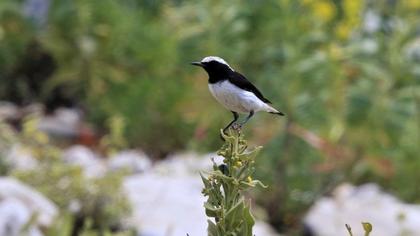 Aksırtlı kuyrukkakan