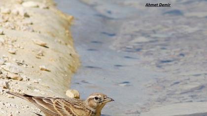 Greater Short-toed Lark