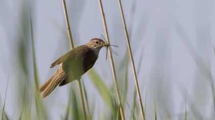 Büyük kamışçın