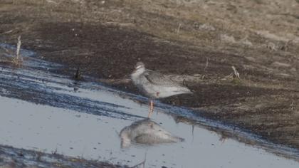 Spotted Redshank