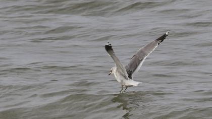 Küçük gümüş martı