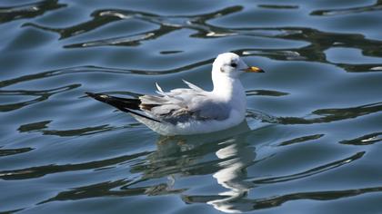 Black-headed Gull