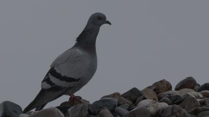 Rock Dove
