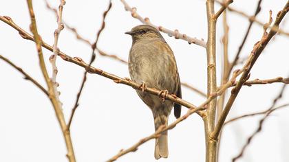 Dunnock