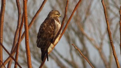 Common Buzzard