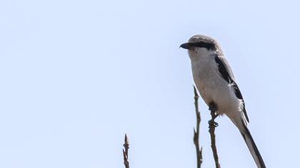 Great Grey Shrike