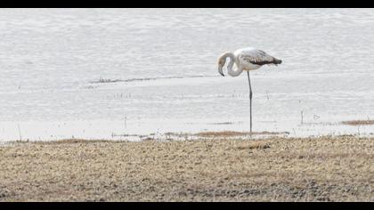 Greater Flamingo