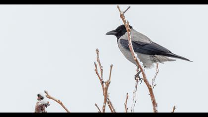 Hooded Crow