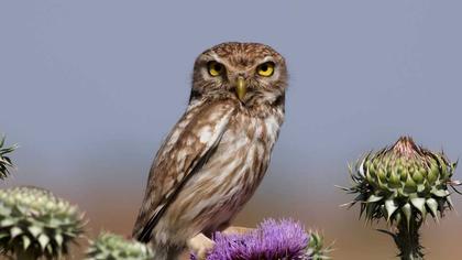 Little Owl