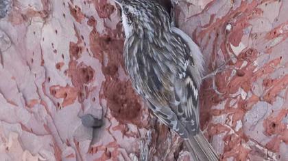 Bahçe tırmaşıkkuşu