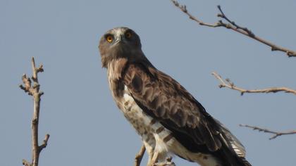 Short-toed Snake Eagle