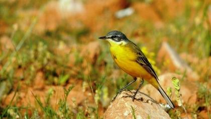 Sarı kuyruksallayan