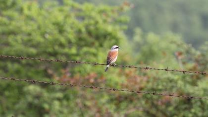 Kızılsırtlı örümcekkuşu