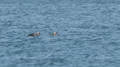 Karagerdanlı dalgıç