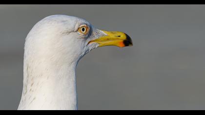 Kuzey gümüş martı